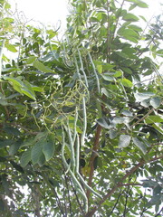 Senna macranthera