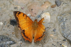 Charaxes kahruba