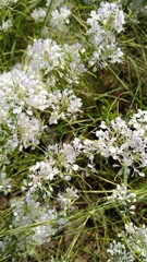 Warea cuneifolia