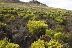 Leucadendron xanthoconus