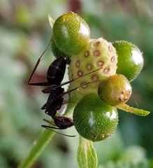 Camponotus compressus