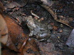 Limnonectes microdiscus