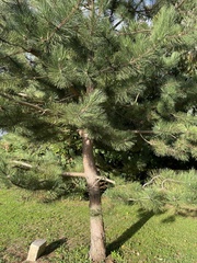 Pinus nigra