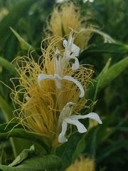 Justicia croceochlamys