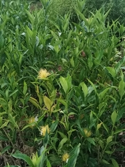 Justicia croceochlamys