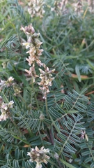Astragalus
