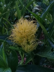 Justicia croceochlamys