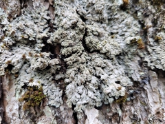 Physconia grumosa