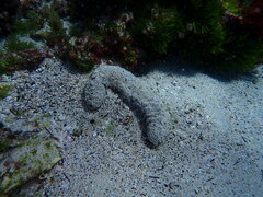 Holothuria atra