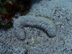 Holothuria atra