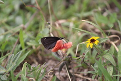 Pholisora mejicanus