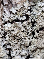 Physconia grumosa
