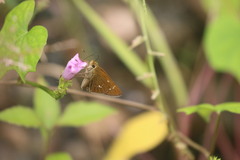 Polytremis lubricans