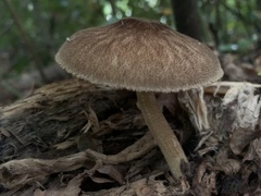 Pluteus umbrosus