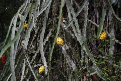 Hylocereeae