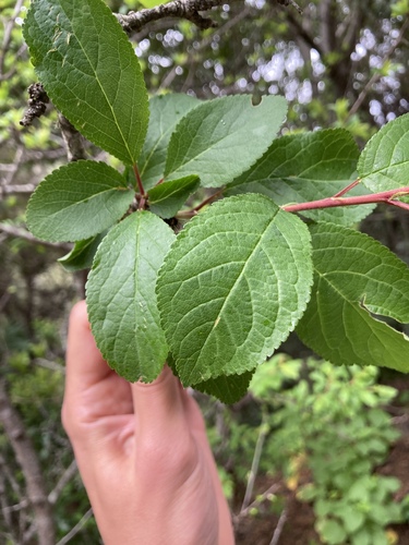 Prunus cerasus image