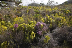 Leucadendron xanthoconus