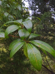 Chionanthus virginicus