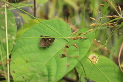 Polytremis lubricans