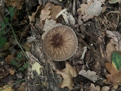 Pluteus umbrosus