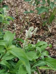 Rhynchium
