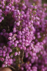 Erica hirtiflora