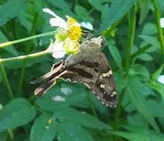 Urbanus proteus proteus
