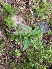 Cistus symphytifolius