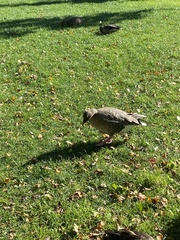 Anser brachyrhynchus