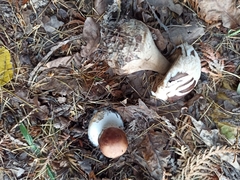 Leucocortinarius bulbiger