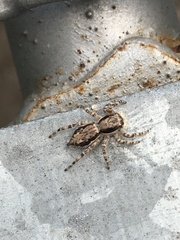 Menemerus bivittatus