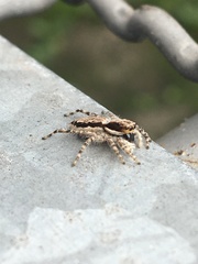 Menemerus bivittatus