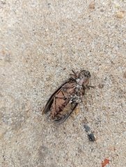 Chalcophora mariana