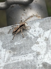 Menemerus bivittatus