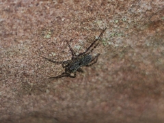 Pardosa amentata