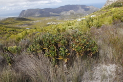 Hermas villosa