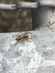 Menemerus bivittatus