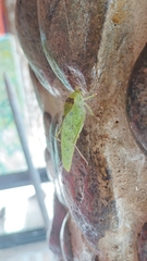Phylloptera