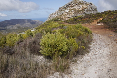 Leucadendron xanthoconus