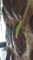 Phylloptera