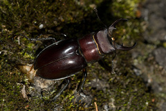 Lucanus kanoi ogakii