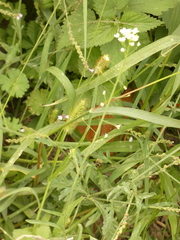 Capsella