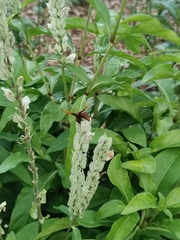 Rhynchium