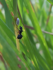 Polyrhachis lacteipennis