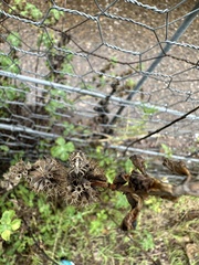 Agonoscelis puberula