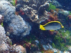 Chaetodon melannotus