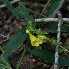 Aureolaria levigata