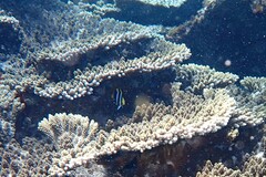 Chaetodon tricinctus