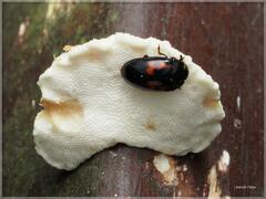 Truncospora ochroleuca