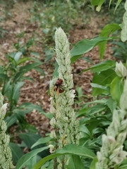 Rhynchium
